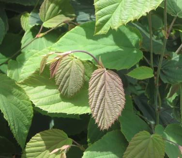 Corylopsis veitchiana - Veitch Winterhazel 