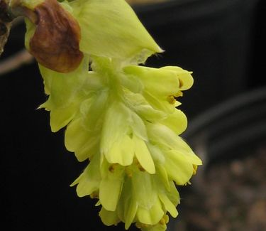 Corylopsis veitchiana - Veitch Winterhazel 