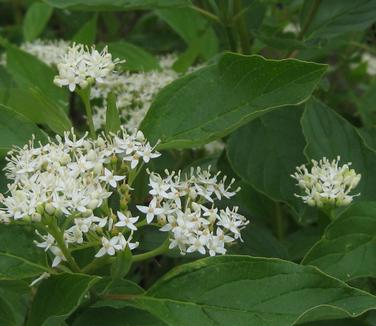 Cornus sericea Cardinal - Redosier Dogwood (flower)