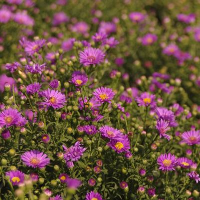 Aster Wood's Purple