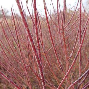 Cornus sericea (stolonifera) Arctic Fire® Red