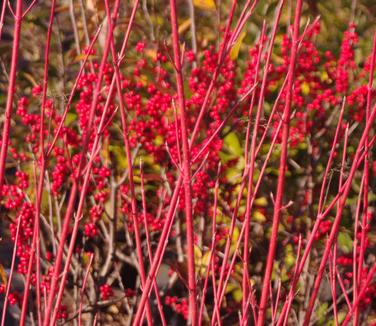 Cornus sericea (stolonifera) Cardinal - Redosier Dogwood