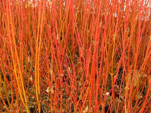 Cornus sericea 'Cardinal' - Redosier Dogwood