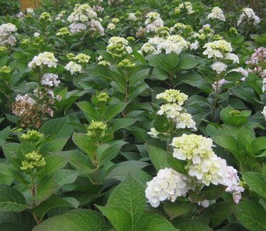 Hydrangea macrophylla Blushing Bride