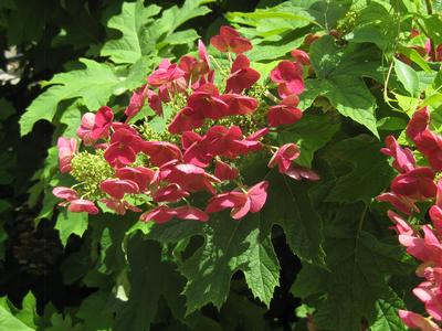 Hydrangea quercifolia Amethyst (@ Scott Arb)