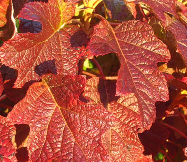 Hydrangea quercifolia Amethyst (fall color)