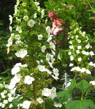 Hydrangea quercifolia Amethyst 