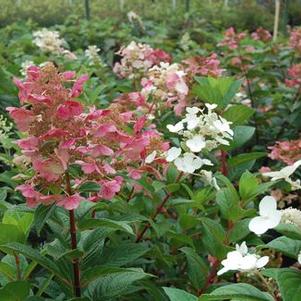 Hydrangea paniculata Quick Fire®