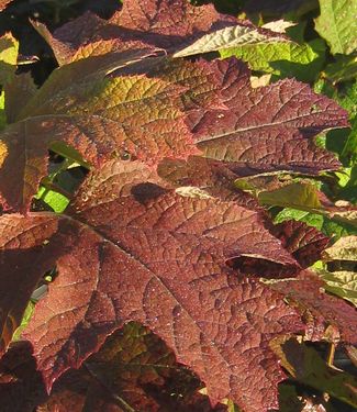 Hydrangea quercifolia Amethyst (fall color)