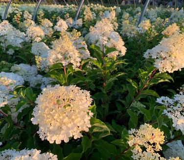 Hydrangea paniculata Vanilla Strawberry