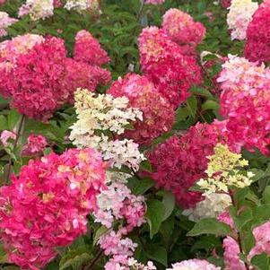 Hydrangea paniculata Berry White®