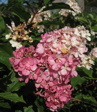 Hydrangea paniculata First Edition� Vanilla Strawberry™