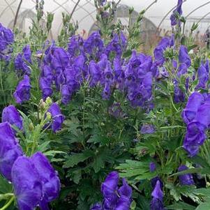 Aconitum fischeri 