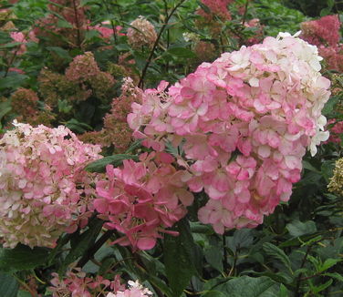 Hydrangea paniculata Vanilla Strawberry