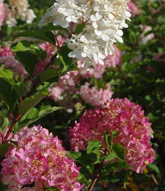 Hydrangea paniculata Vanilla Strawberry