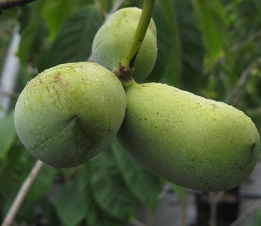 Asimina triloba