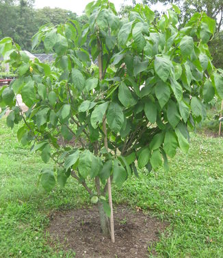 Asimina triloba