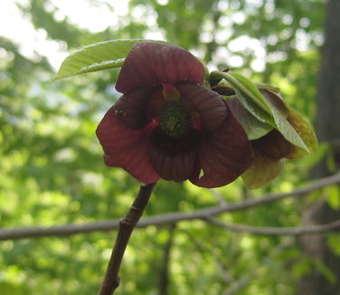 Asimina triloba- Pawpaw (Wave Hill)