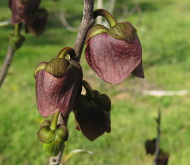 Asimina triloba flower