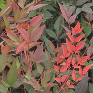 Nandina domestica Gulf Stream™