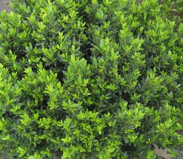 Ilex crenata Hoogendorn