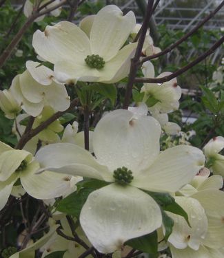 Cornus florida 'Cherokee Princess'