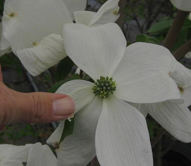 Cornus florida Cherokee Princess 