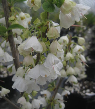 Halesia carolina U.Conn. Wedding Bells 