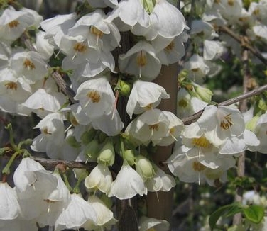 Halesia carolina U.Conn. Wedding Bells