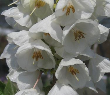 Halesia carolina U.Conn. Wedding Bells - Carolina Silverbell