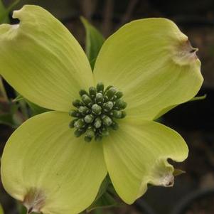 Cornus florida Appalachian Spring