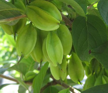 Halesia carolina U.Conn. Wedding Bells - Carolina Silverbell