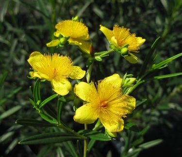 Hypericum kalmianum Gemo