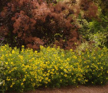 Hypericum kalmianum Gemo