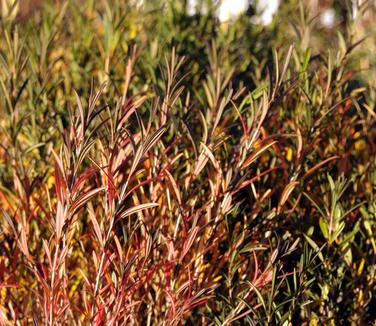 Hypericum kalmianum Gemo (fall color)