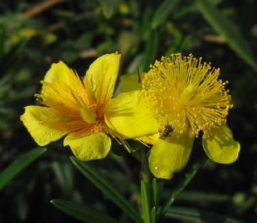 Hypericum kalmianum Gemo