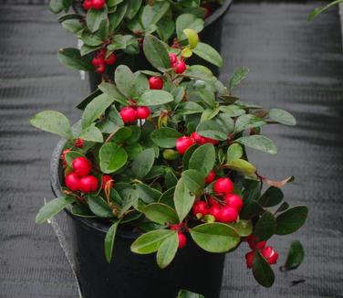 Gaultheria procumbens - Creeping Wintergreen 