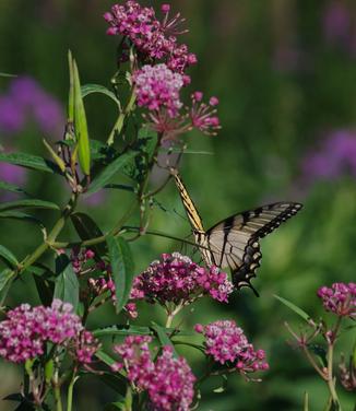 Asclepias incarnata - Swamp Milkweed