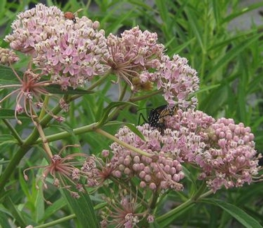 Asclepias incarnata 