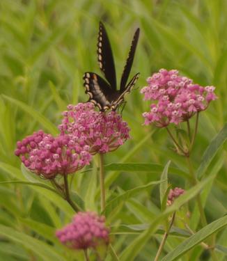 Asclepias incarnata