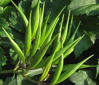 Asclepias incarnata - Swamp Milkweed