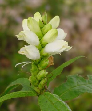 Chelone glabra - Turtlehead (Photo by NorthCreek Nurseries)