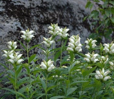 Chelone glabra 