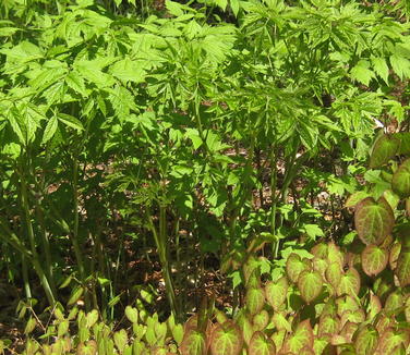 Actaea (Cimicifuga) racemosa 