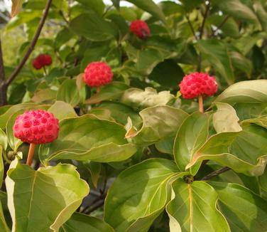 Cornus kousa x nuttallii Venus