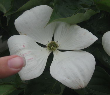 Cornus kousa x nuttallii Venus