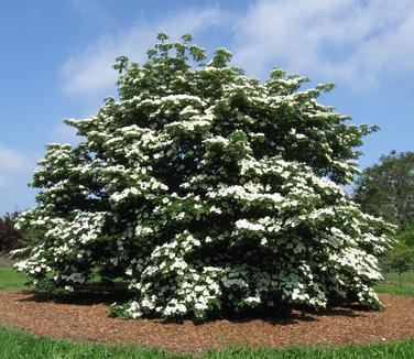 Cornus kousa x nuttallii Venus (Photo: Rutgers Univ)