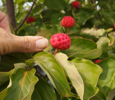 Cornus kousa x nuttallii Venus