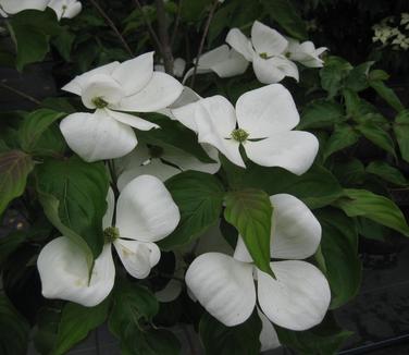 Cornus kousa x nuttallii x Venus