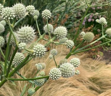 Eryngium yuccifolium - Rattlesnake Master 